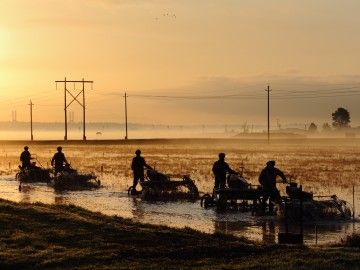 Silhouettes of cranberries harvest workers in the light of a sunrise