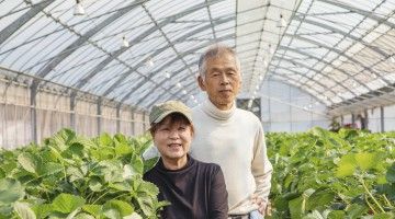 Two senior workers in a greenhouse