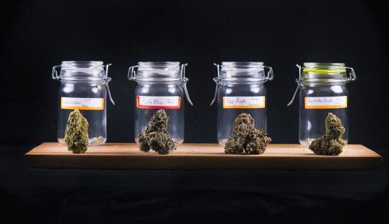 cannabis_jars_shadow Thumbnail