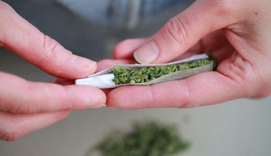 A pair of hands roll a cannabis joint