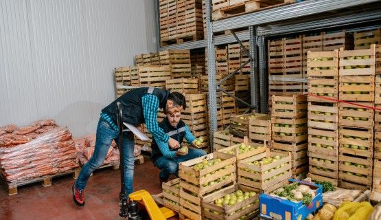 Two male workers assemble vegetable crates in a warehouse