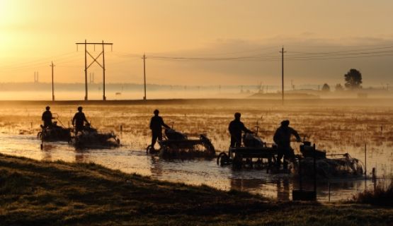 Silhouettes of cranberries harvest workers in the light of a sunrise