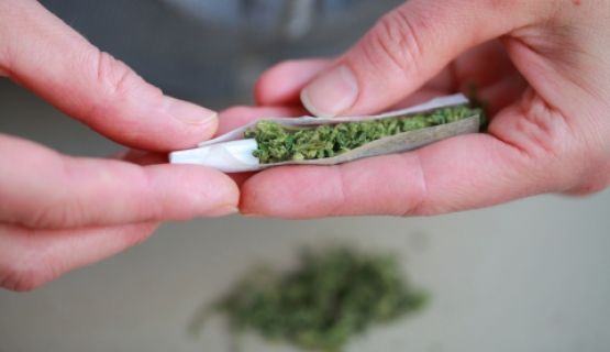 A pair of hands roll a cannabis joint 