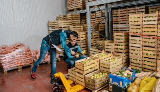 Two male workers assemble vegetable crates in a warehouse